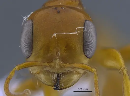 Pseudomyrmex gebellii specimen IAVH-E-247655 image iavh-e-247655_2