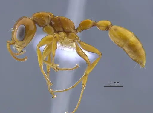 Pseudomyrmex gebellii specimen IAVH-E-247655 image iavh-e-247655_3