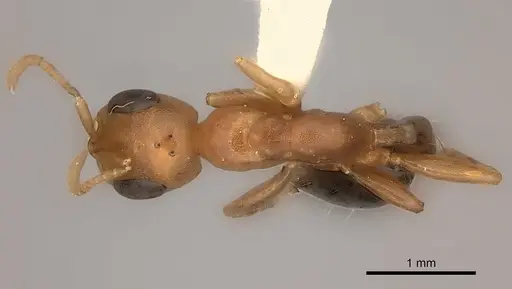 Pseudomyrmex gibbinotus specimen CASENT0217579 image casent0217579_1