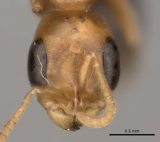 Pseudomyrmex gibbinotus specimen CASENT0217579 image casent0217579_2