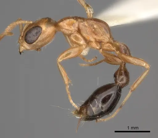 Pseudomyrmex gibbinotus specimen CASENT0217579 image casent0217579_3