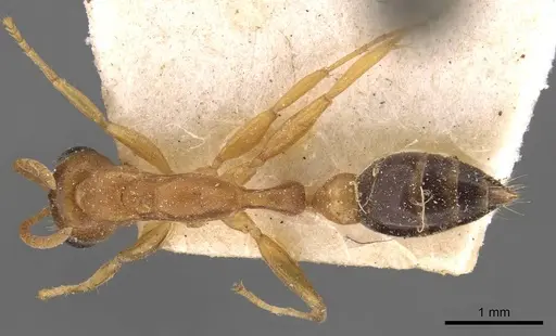 Pseudomyrmex gibbinotus specimen CASENT0907485 image casent0907485_1