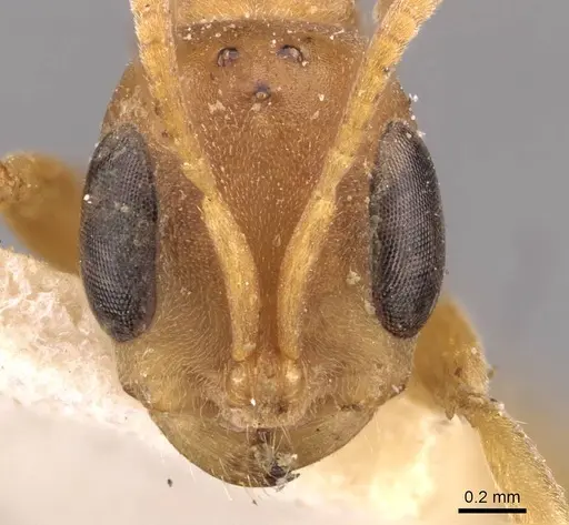 Pseudomyrmex gibbinotus specimen CASENT0907485 image casent0907485_2