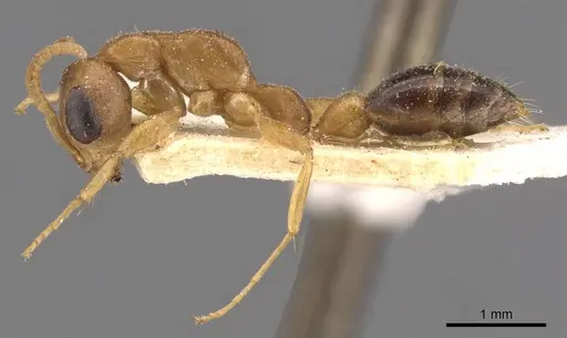 Pseudomyrmex gibbinotus specimen CASENT0907485 image casent0907485_3