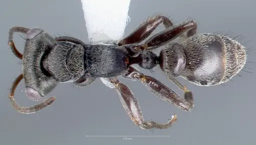 Pseudomyrmex godmani specimen CASENT0005837 image casent0005837_1