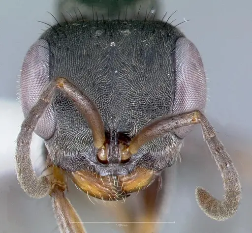 Pseudomyrmex godmani specimen CASENT0005837 image casent0005837_2