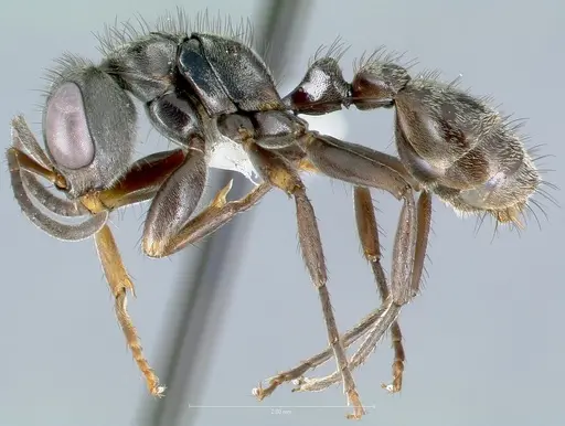 Pseudomyrmex godmani specimen CASENT0005837 image casent0005837_3