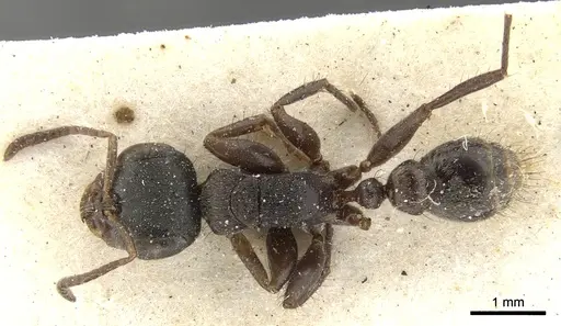 Pseudomyrmex godmani specimen CASENT0902850 image casent0902850_1