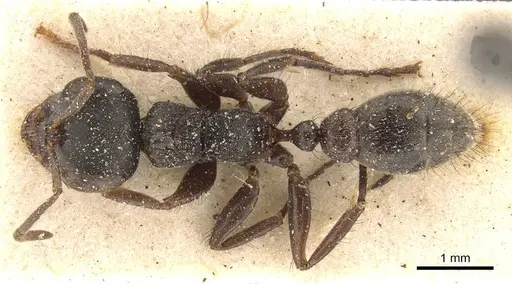 Pseudomyrmex godmani specimen CASENT0907477 image casent0907477_1