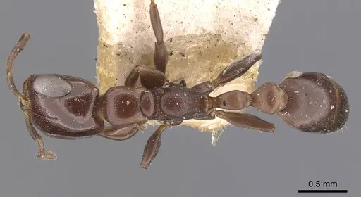 Pseudomyrmex goeldii specimen CASENT0907543 image casent0907543_1