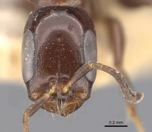 Pseudomyrmex goeldii specimen CASENT0907543 image casent0907543_2
