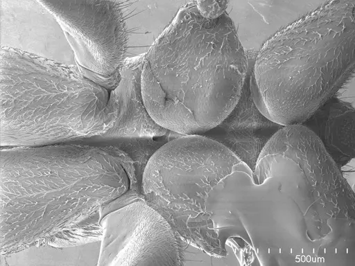Pseudomyrmex gracilis specimen ANTWEB1008586 image antweb1008586_1