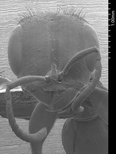 Pseudomyrmex gracilis specimen ANTWEB1008586 image antweb1008586_2