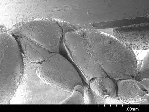 Pseudomyrmex gracilis specimen ANTWEB1008586 image antweb1008586_3