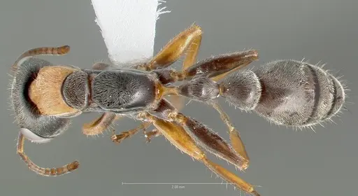 Pseudomyrmex gracilis specimen CASENT0005838 image casent0005838_1