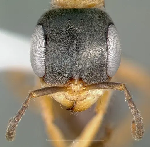 Pseudomyrmex gracilis specimen CASENT0005838 image casent0005838_2