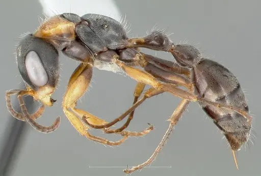 Pseudomyrmex gracilis specimen CASENT0005838 image casent0005838_3