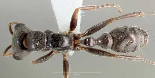 Pseudomyrmex gracilis specimen CASENT0005859 image casent0005859_1