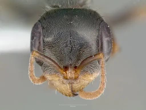 Pseudomyrmex gracilis specimen CASENT0005859 image casent0005859_2
