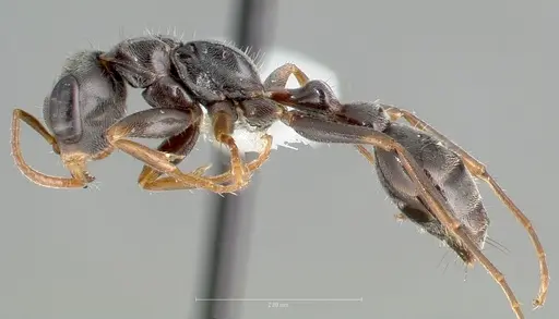 Pseudomyrmex gracilis specimen CASENT0005859 image casent0005859_3