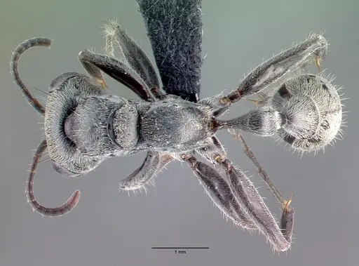 Pseudomyrmex gracilis specimen CASENT0040137 image casent0040137_1