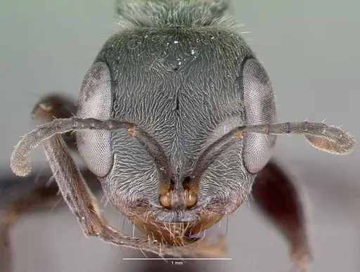 Pseudomyrmex gracilis specimen CASENT0040137 image casent0040137_2
