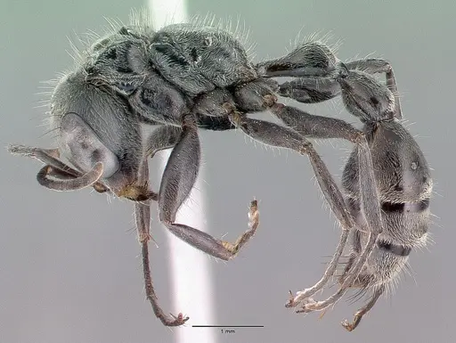 Pseudomyrmex gracilis specimen CASENT0040137 image casent0040137_3