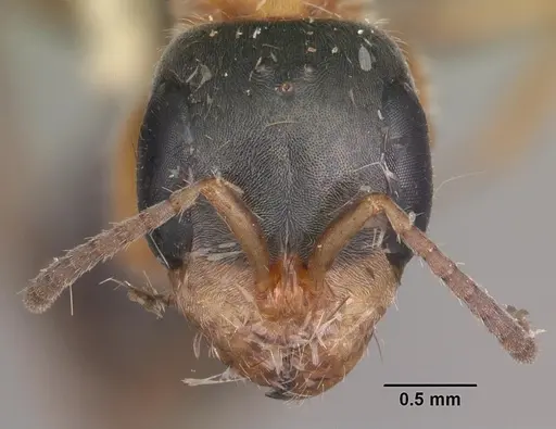 Pseudomyrmex gracilis specimen CASENT0103779 image casent0103779_2