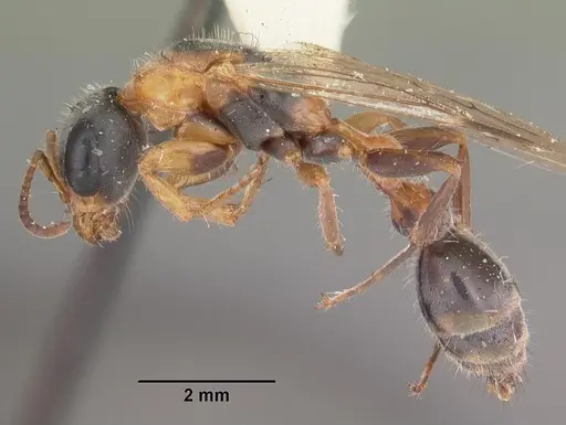 Pseudomyrmex gracilis specimen CASENT0103779 image casent0103779_3