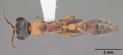 Pseudomyrmex gracilis specimen CASENT0103874 image casent0103874_1