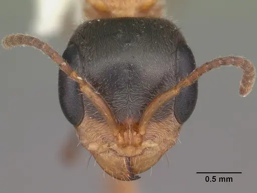 Pseudomyrmex gracilis specimen CASENT0103874 image casent0103874_2
