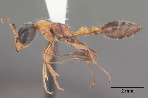 Pseudomyrmex gracilis specimen CASENT0103874 image casent0103874_3