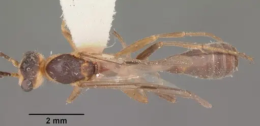 Pseudomyrmex gracilis specimen CASENT0104250 image casent0104250_1