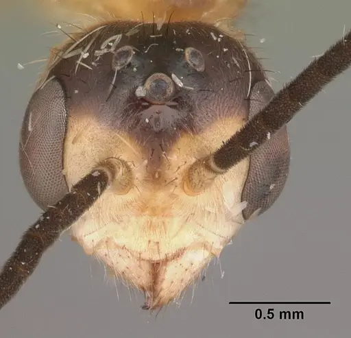 Pseudomyrmex gracilis specimen CASENT0104250 image casent0104250_2
