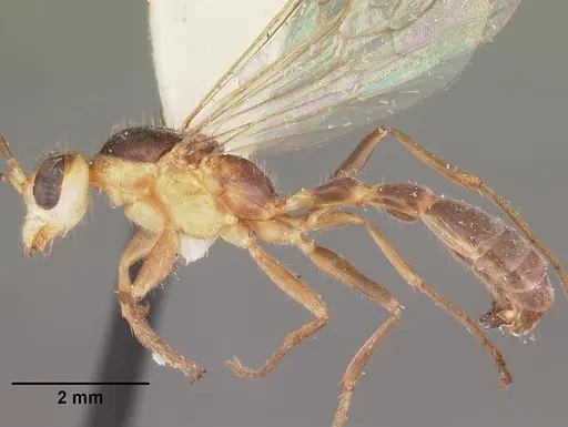 Pseudomyrmex gracilis specimen CASENT0104250 image casent0104250_3