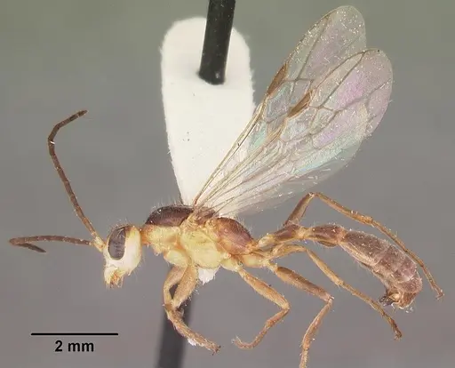 Pseudomyrmex gracilis specimen CASENT0104250 image casent0104250_4