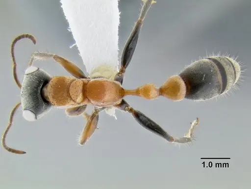 Pseudomyrmex gracilis specimen CASENT0106097 image casent0106097_1