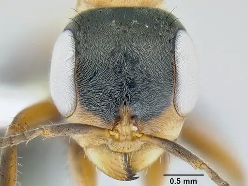 Pseudomyrmex gracilis specimen CASENT0106097 image casent0106097_2