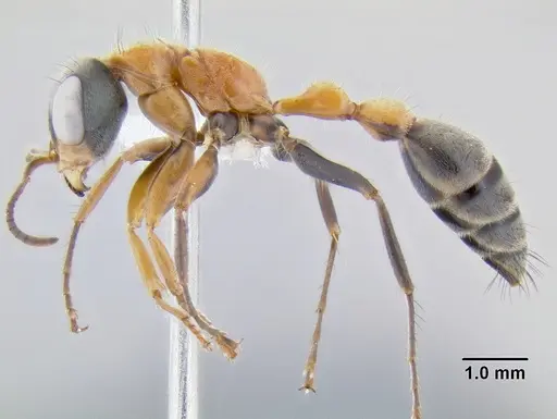 Pseudomyrmex gracilis specimen CASENT0106097 image casent0106097_3