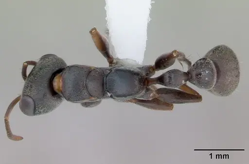 Pseudomyrmex gracilis specimen CASENT0173760 image casent0173760_1