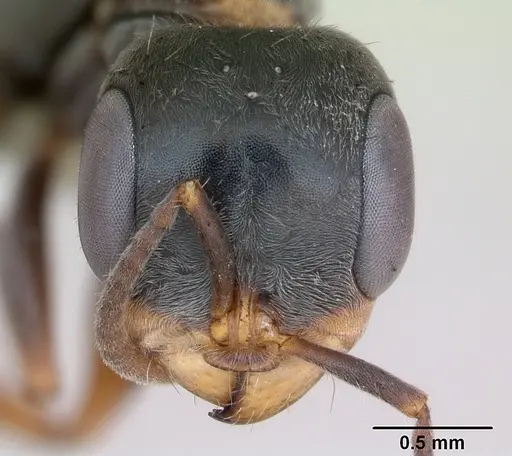Pseudomyrmex gracilis specimen CASENT0173760 image casent0173760_2