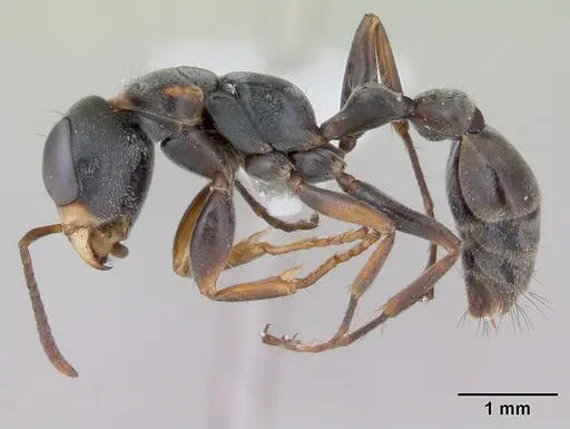 Pseudomyrmex gracilis specimen CASENT0173760 image casent0173760_3