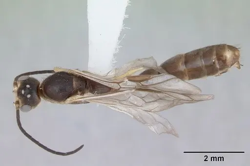 Pseudomyrmex gracilis specimen CASENT0173761 image casent0173761_1