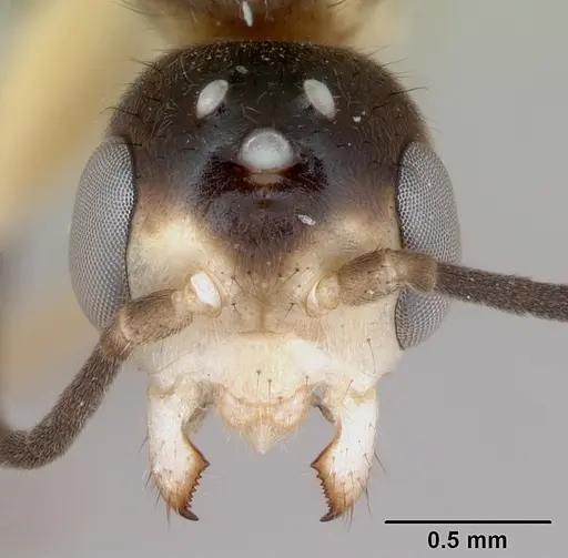 Pseudomyrmex gracilis specimen CASENT0173761 image casent0173761_2