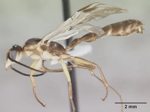 Pseudomyrmex gracilis specimen CASENT0173761 image casent0173761_3