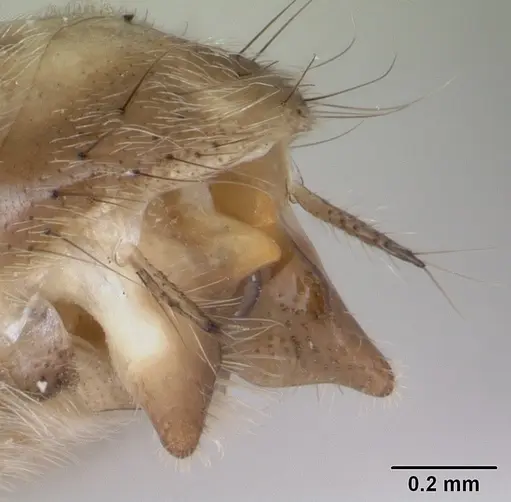 Pseudomyrmex gracilis specimen CASENT0173761 image casent0173761_4