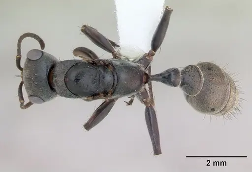 Pseudomyrmex gracilis specimen CASENT0173762 image casent0173762_1