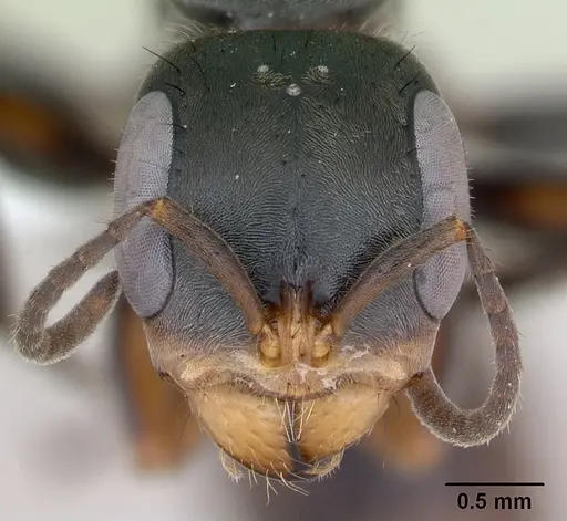 Pseudomyrmex gracilis specimen CASENT0173762 image casent0173762_2