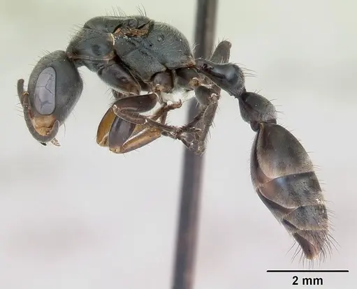 Pseudomyrmex gracilis specimen CASENT0173762 image casent0173762_3