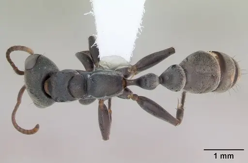 Pseudomyrmex gracilis specimen CASENT0173763 image casent0173763_1
